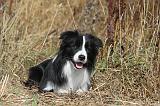 BORDER COLLIE 044